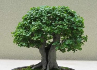 30 seeds Chinese Elm Bonsai Tree Plant Seeds