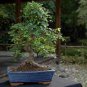 30 seeds Chinese Elm Bonsai Tree Plant Seeds