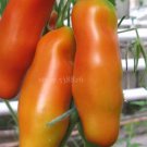 100 seeds Rare Auria Adam Tomato Hybrid Seeds