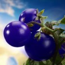 100 seeds Heirloom 'Zj' Purple Truss Tomato Hybrid Seeds