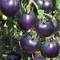 100 seeds Heirloom 'Zj' Purple Truss Tomato Hybrid Seeds