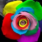 50 seeds Rare 'Outer Space' Rose Shrub Flower Seeds