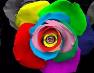 50 seeds Rare 'Outer Space' Rose Shrub Flower Seeds