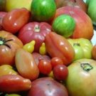 100 seeds Super Surprise Mix Tomato Seeds