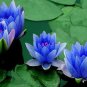 1 Seeds Blue Nelumbo Nucifera China Beautiful Lotus Pad Flower Pond