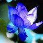 1 Seeds Blue Nelumbo Nucifera China Beautiful Lotus Pad Flower Pond