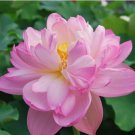 1 seeds ymphaea Eldorado Asian Pink Lotus Pad Flower Pond Seeds