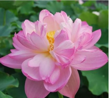 1 seeds ymphaea Eldorado Asian Pink Lotus Pad Flower Pond Seeds