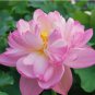 1 seeds ymphaea Eldorado Asian Pink Lotus Pad Flower Pond Seeds