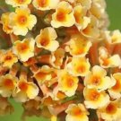 100 seeds Buddleja lindleyana Seeds Orangish Yellow Flowers