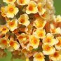 100 seeds Buddleja lindleyana Seeds Orangish Yellow Flowers