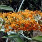 100 seeds Buddleja lindleyana Seeds Orangish Yellow Flowers