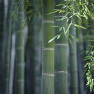 35 Seeds Moso Bamboo Phyllostachys Pubescens Giant