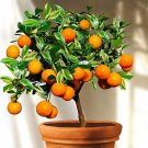 20 Seeds Small Potted Edible Orange Bonsai Organic