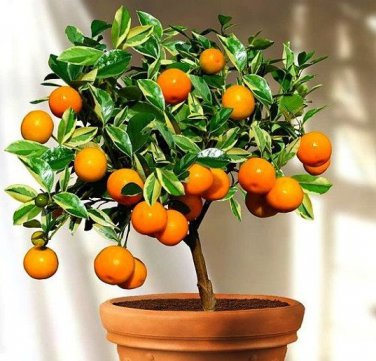 20 Seeds Small Potted Edible Orange Bonsai Organic