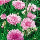 50 seeds TALL Pink BACHELORS BUTTON CORNFLOWER Seeds