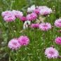 50 seeds TALL Pink BACHELORS BUTTON CORNFLOWER Seeds