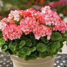 10 Seeds Geranium Pink & Dark Red Blooms Saw-toothed Petals Flower