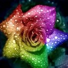 50 seeds Heirloom 'Hot Wheels' 5-color Rose Seedling Flower Seeds