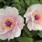 5 seeds Heirloom 'Feng Nv' Light Pink Tree Peony Flower Seeds