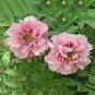 5 seeds Heirloom 'Feng Nv' Light Pink Tree Peony Flower Seeds
