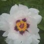 5 seeds Heirloom 'Feng Nv' Light Pink Tree Peony Flower Seeds