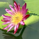 1 seeds AU Pink Water Lily Nymphaea Flower Seed