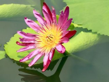 1 seeds AU Pink Water Lily Nymphaea Flower Seed