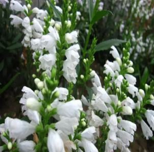 20 seeds White OBEDIENT PLANT Seeds Physostegia virginiana alba