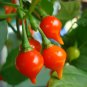 15 Seeds Pepper Biquinho Chupetinha Red Yellow Pepper