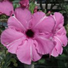 2 Seeds 'zi xia xian zi' Adenium Desert Rose