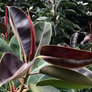 50 Seeds Ficus Elastica Decora Indian Rubber Tree