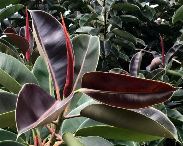 50 Seeds Ficus Elastica Decora Indian Rubber Tree