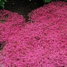 100 Seeds Creeping Thyme Bonsai or Multi-Color Rock CRESS Plant