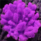 1000 Seeds Aquarium Plant Seeds Fish Tank Moss Fern Aquatic