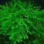 1000 Seeds Aquarium Plant Seeds Fish Tank Moss Fern Aquatic