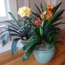 100 Seeds Clivia Miniata Bonsai Gorgeous Bonsai Rare Bush Lily Flower