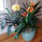 100 Seeds Clivia Miniata Bonsai Gorgeous Bonsai Rare Bush Lily Flower