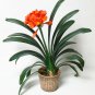 100 Seeds Clivia Miniata Bonsai Gorgeous Bonsai Rare Bush Lily Flower