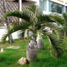 20 Seeds Exotic Bottle Palm Bonsai Tropical Ornamental Tree Plant