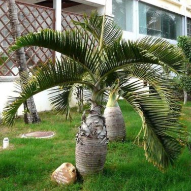 20 Seeds Exotic Bottle Palm Bonsai Tropical Ornamental Tree Plant