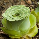 100 Seeds Mountain Rose Bonsai Green Rose Garden Rare Succulent