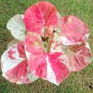 100 Seeds Colorful Thailand Caladium Flower Bonsai, Burnt Rose Elephant