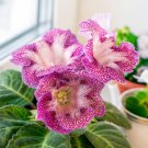100 Seeds Gloxinia Sinningia Flower