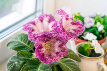 100 Seeds Gloxinia Sinningia Flower