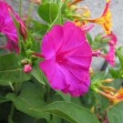 20 Seeds Mirabilis Jalapa Purple Four O'clock Perennial Flower
