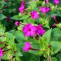 20 Seeds Mirabilis Jalapa Purple Four O'clock Perennial Flower