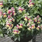100 Seeds Antirrhinum 'Trailing Mix' Annual Bedding Plant