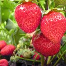 100 Seeds Heirloom 9 Varieties of Red Organic Strawberry