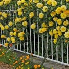 50 Seeds Yellow Short Climbing Rose